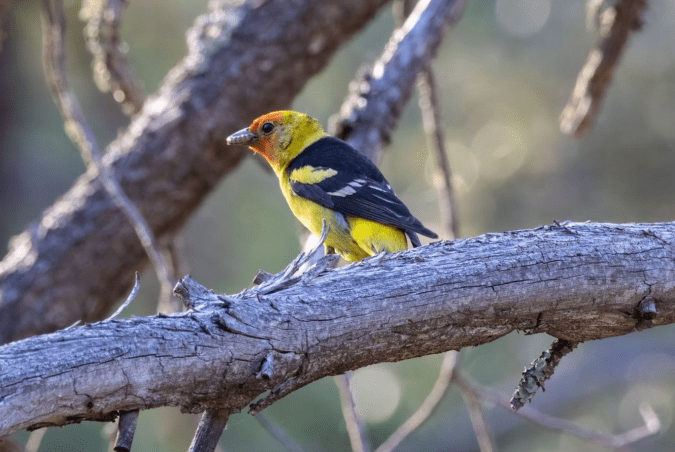 Western Tanager by Richard Kostecke - Organikos