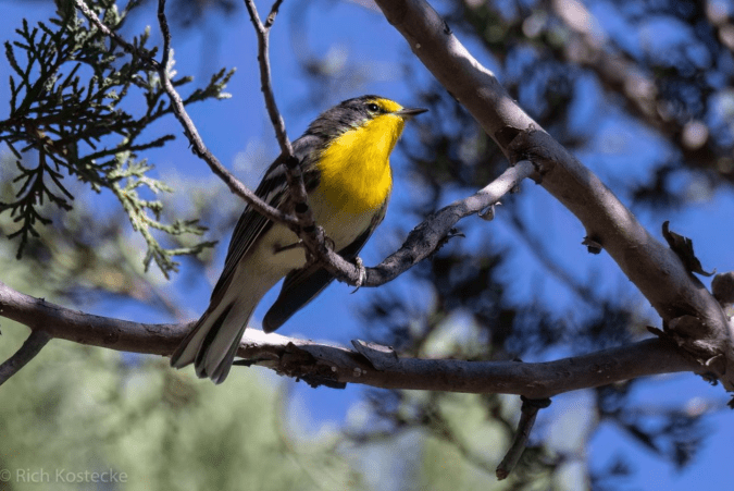 Grace's Warbler by Richard Kostecke - Organikos