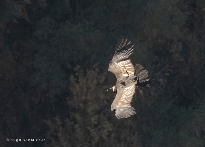 Andean Condor by Hugo Santa Cruz - Organikos