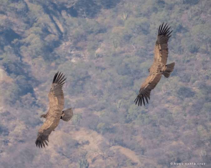 Andean Condors by Hugo Santa Cruz - Organikos