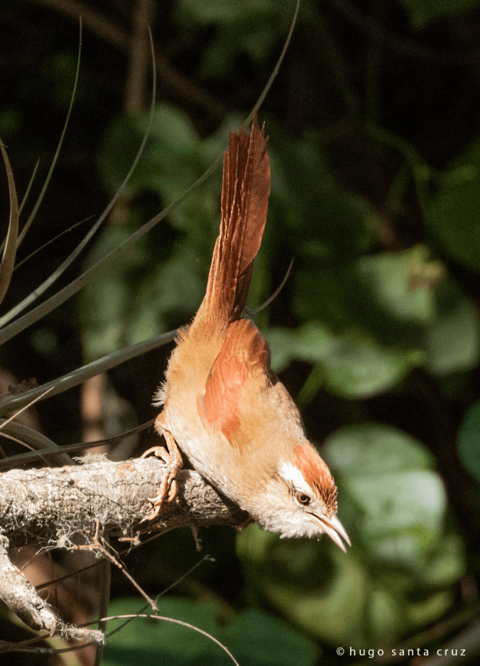 Bolivian Spinetail by Hugo Santa Cruz - Organikos