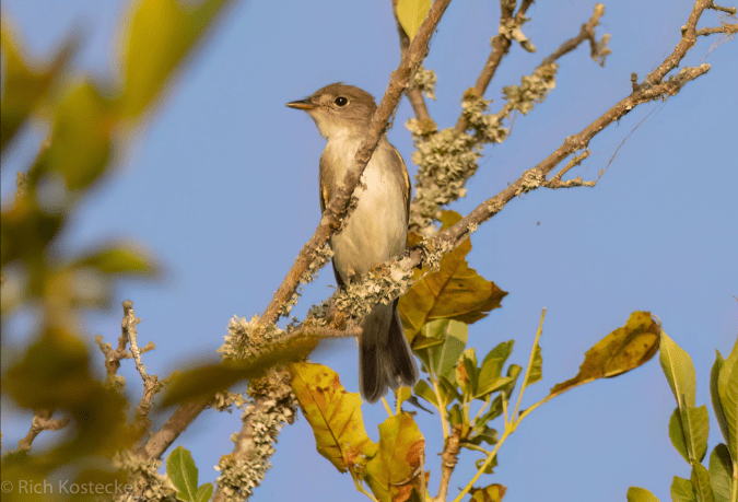 Willow Flycatcher by Richard Kostecke - Organikos