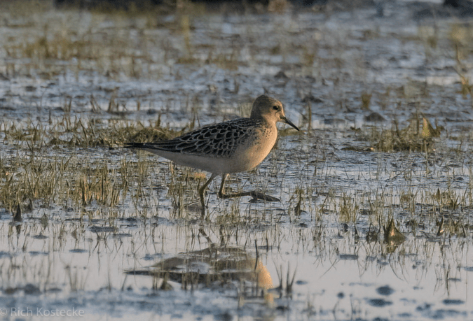 Buff-breasted Sandpiper by Richard Kostecke - Organikos