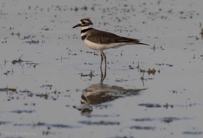 Killdeer by Richard Kostecke - Organikos