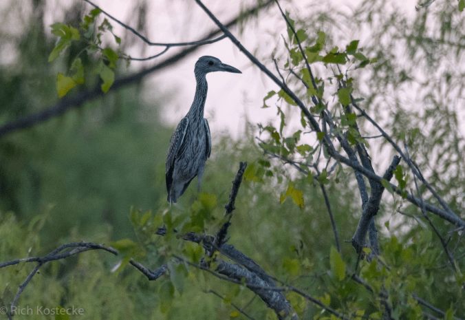 Yellow-crowned Night-heron by Richard Kostecke - Organikos