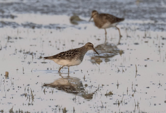 Pectoral Sandpiper by Richard Kostecke - Organikos