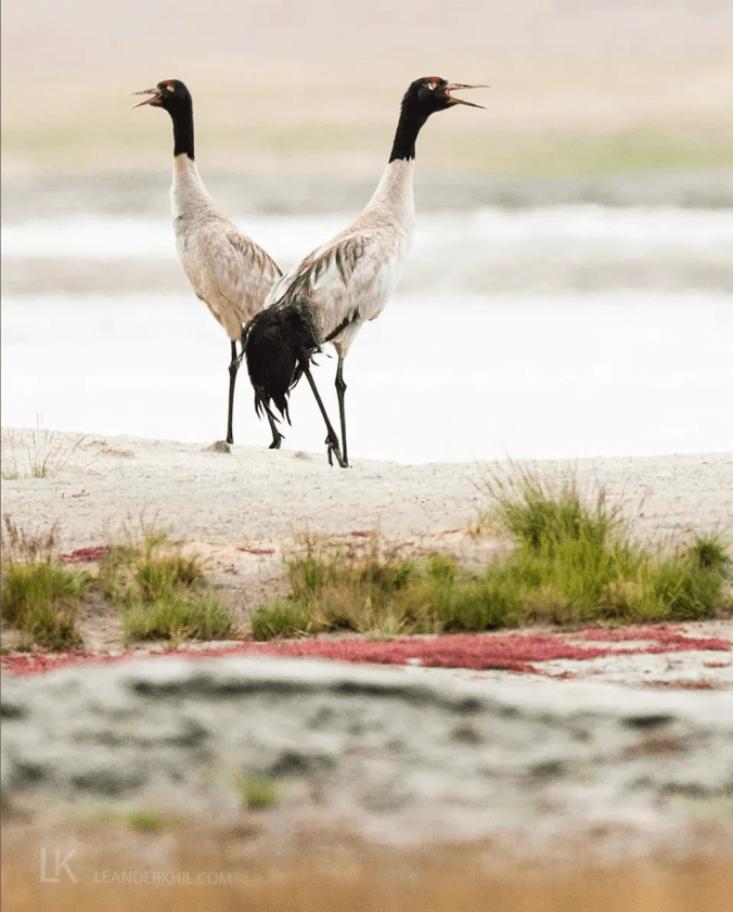 Black-necked Cranes by Leander Khil - Organikos