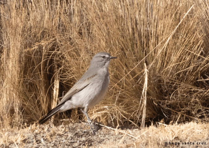 Taczakowski’s Ground-Tyrant by Hugo Santa Cruz - Organikos