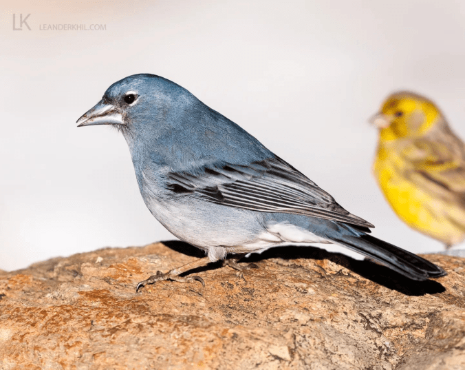 Blue Chaffinch and Atlantic Canary by Leander Khil - Organikos