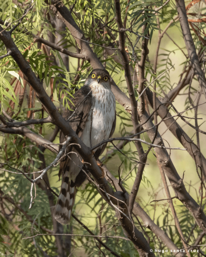 Sharp-shinned Hawk by Hugo Santa Cruz - Organikos