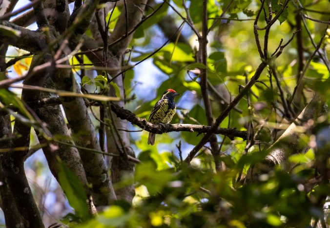Yellow-spotted Barbet by Seth Inman - Organikos