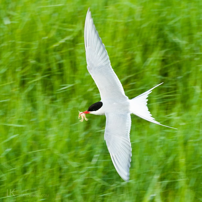 Arctic Tern by Leander Khil - Organikos