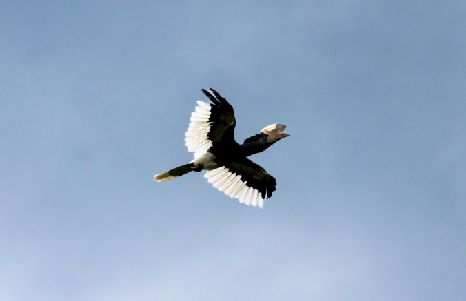 Black-and-white-casqued Hornbill by Seth Inman - Organikos