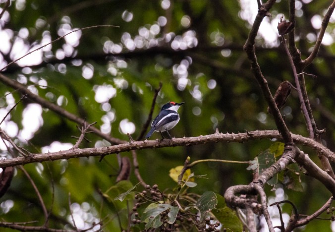 Brown-throated Wattle-eye by Seth Inman - Organikos