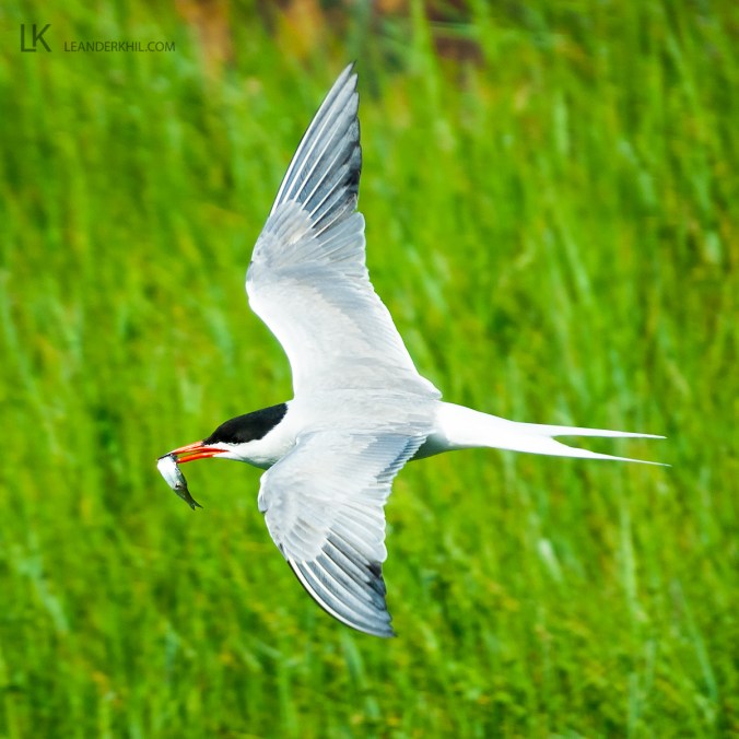 Common Tern by Leander Khil - Organikos