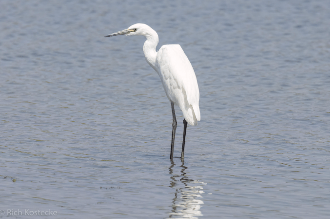 Reddish Egret by Richard Kostecke - Organikos
