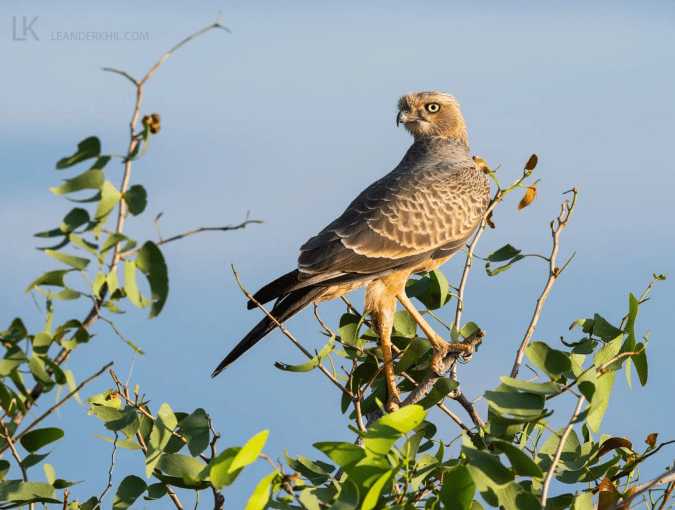 Pale Chanting Goshawk by Leander Khil - Organikos