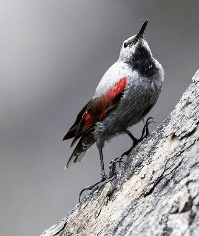 Wallcreeper by Leander Khil - Organikos