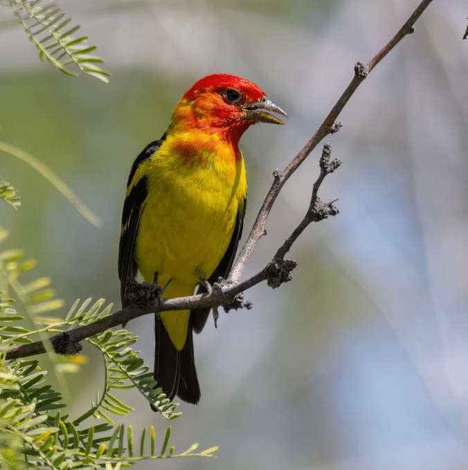 Western Tanager by Richard Kostecke - Organikos