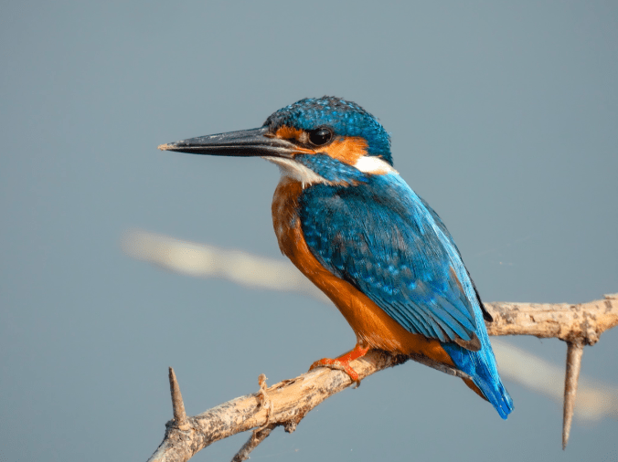 Common Kingfisher by Ramesh Desai - Organikos