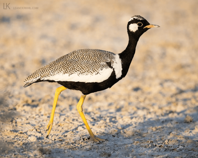 Northern Black Korhaan by Leander Khil - Organikos
