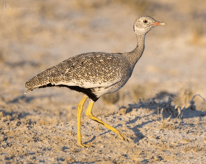 Northern Black Korhaan by Leander Khil - Organikos