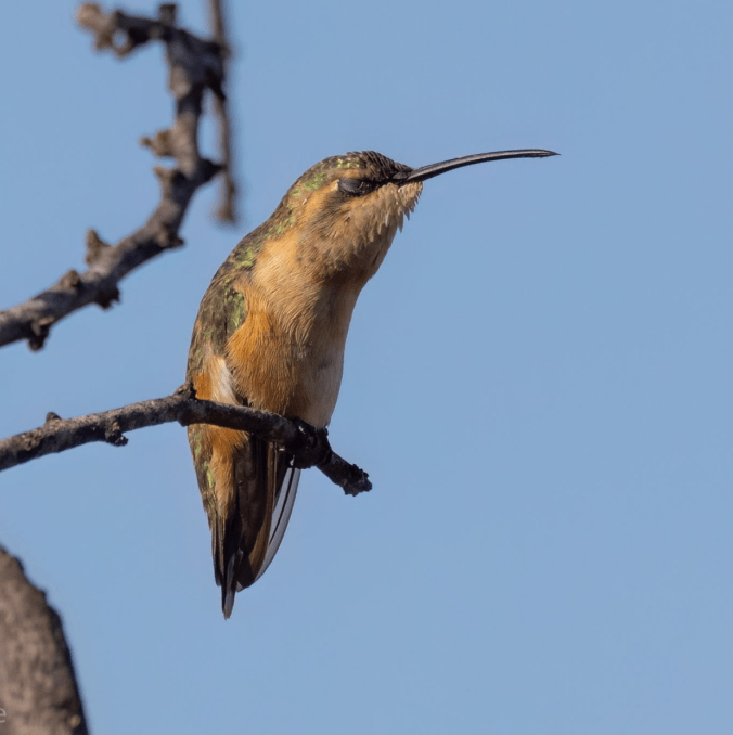 Lucifer Hummingbird by Richard Kostecke - Organikos