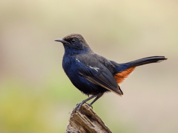 Indian Robin by Ramesh Desai - Organikos
