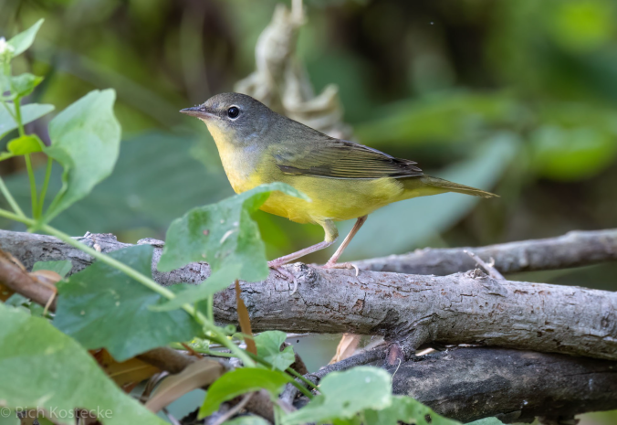 MacGillivray's Warbler by Richard Kostecke - Organikos