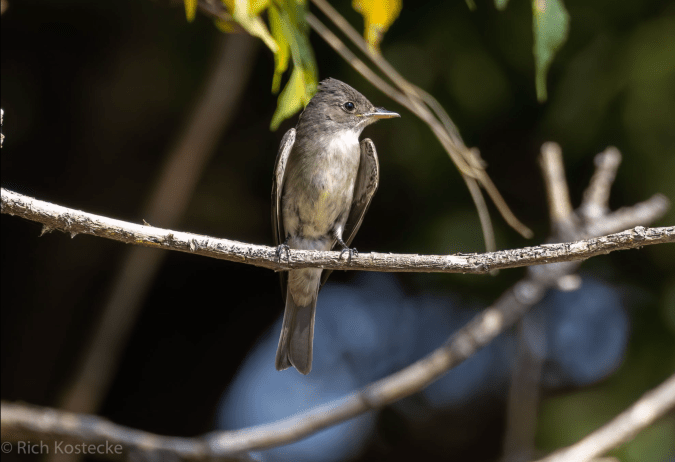 Eastern Wood-Pewee by Richard Kostecke - Organikos