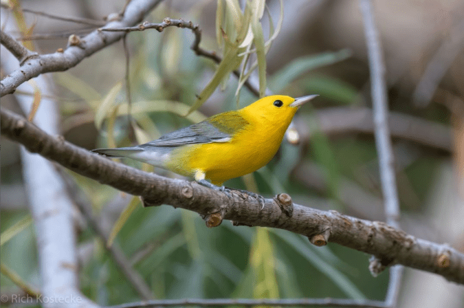 Prothonotary Warbler by Richard Kostecke - Organikos