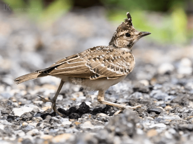 Crested Lark by Leander Khil - Organikos