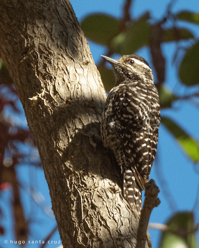 Striped Woodpecker by Hugo Santa Cruz - Organikos