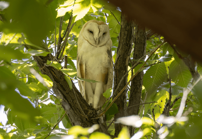 Barn Owl by Richard Kostecke - Organikos