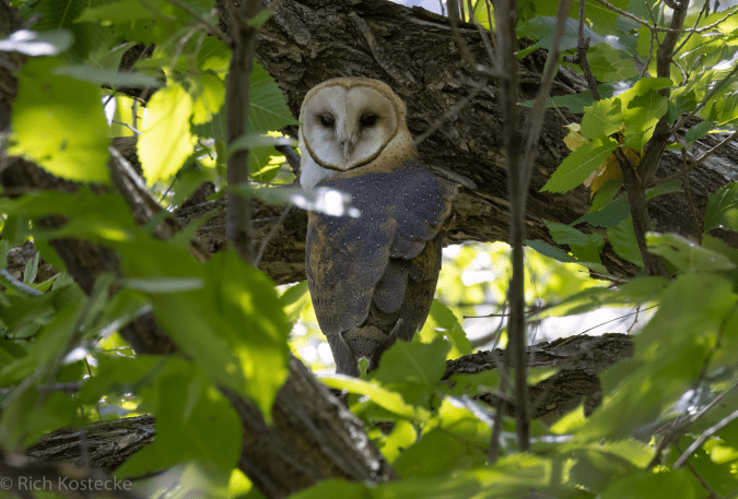 Barn Owl by Richard Kostecke - Organikos