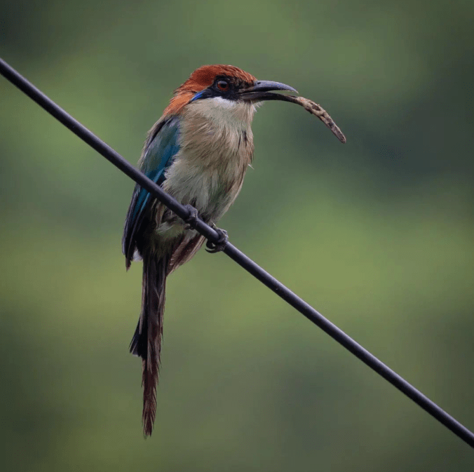 Russet-crowned Motmot by Daniel Aldana - Organikos