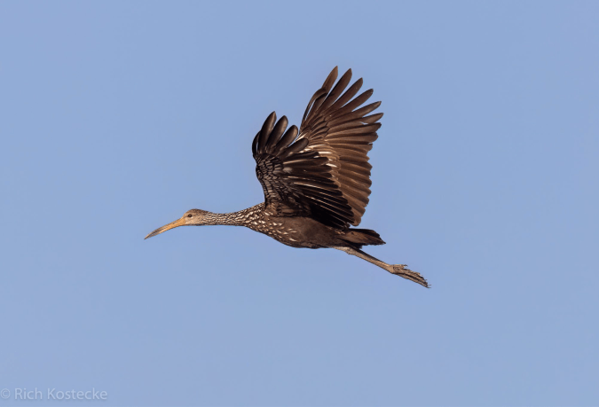 Limpkin by Richard Kostecke - Organikos