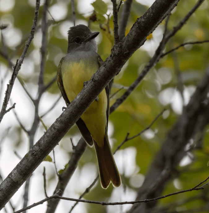 Great Crested Flycatcher by Richard Kostecke - Organikos