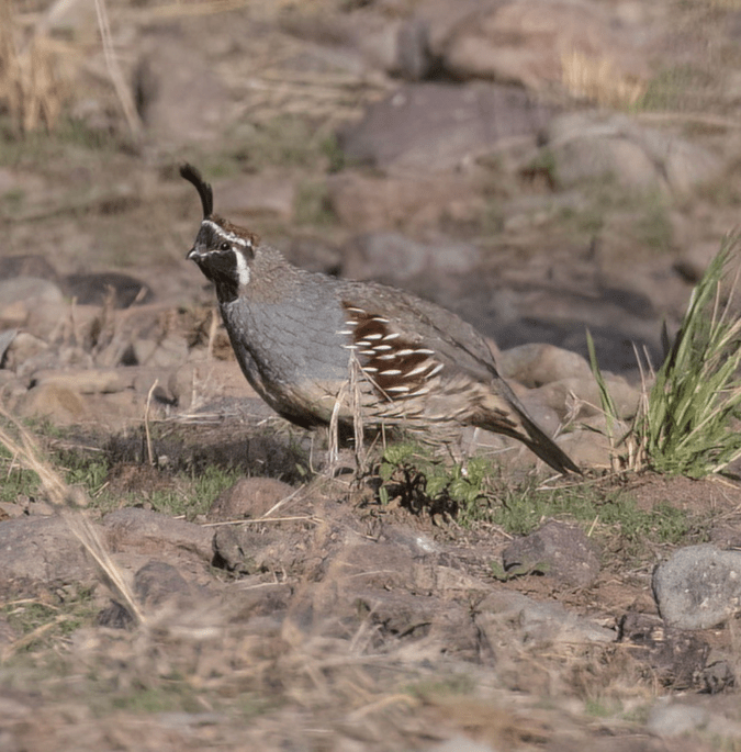 Gambel's Quail by Richard Kostecke - Organikos