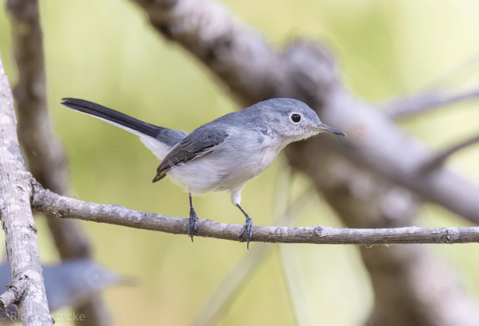 Blue-gray Gnatcatcher by Richard Kostecke - Organikos
