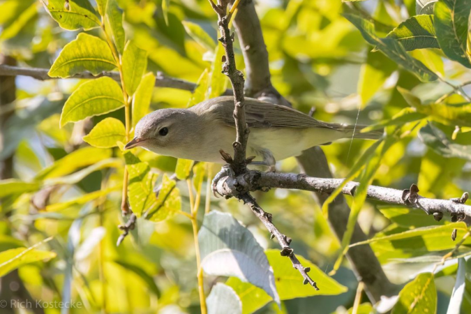 Warbling Vireo by Richard Kostecke - Organikos