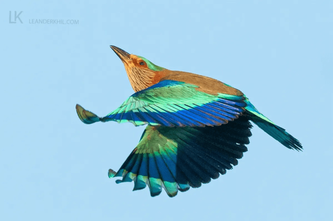 Indian Roller by Leander Khil - Organikos