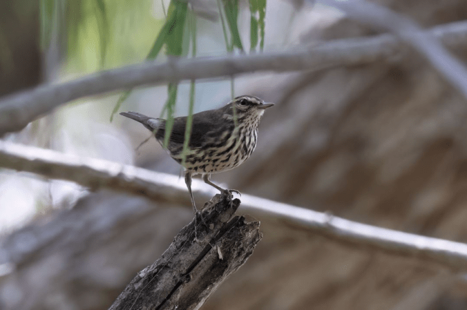 Northern Waterthrush by Richard Kostecke - Organikos