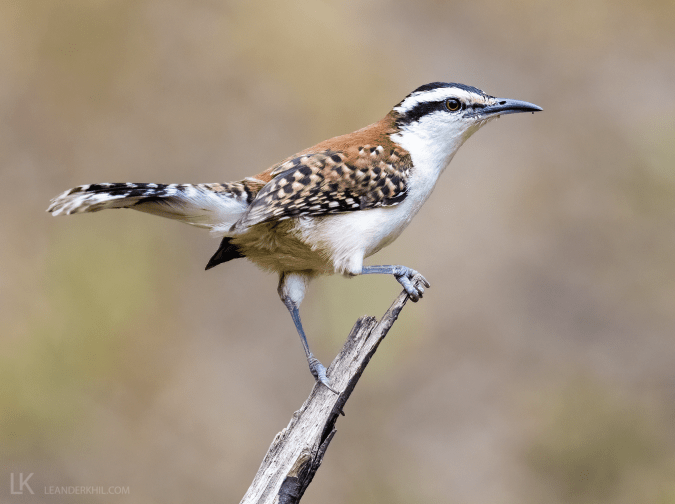 Veracruz Wren by Leander Khil - Organikos