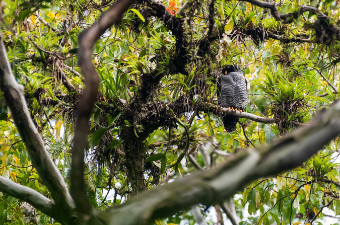 Black-and-white Owl by Leander Khil - Organikos