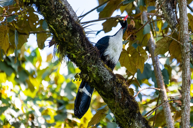 Horned Guan by Leander Khil - Organikos