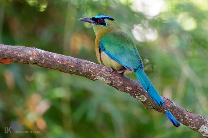 Amazonian Motmot by Leander Khil - Organikos