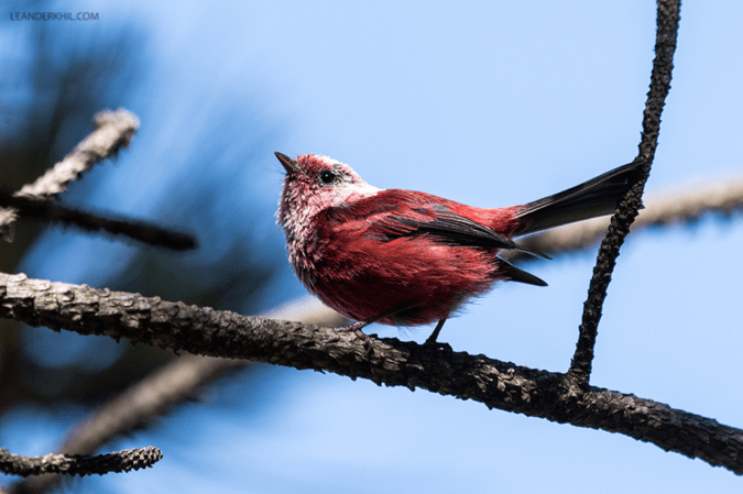 Pink-headed Warbler by Leander Khil - Organikos