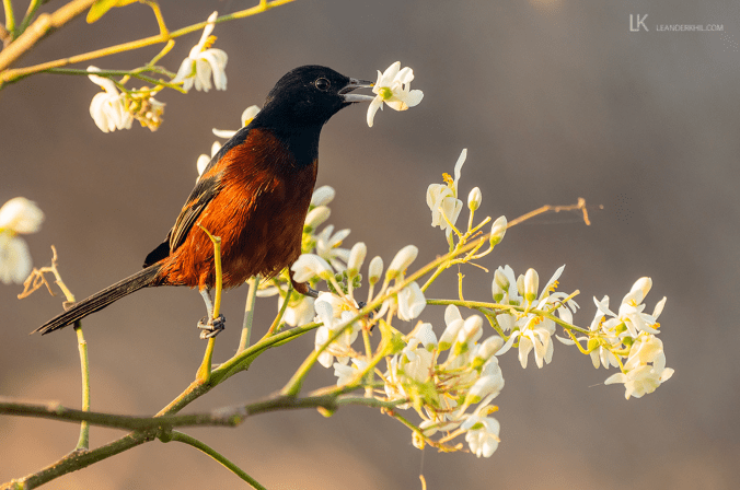 Orchard Oriole by Leander Khil - Organikos