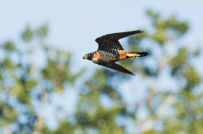 Bat Falcon by Leander Khil - Organikos